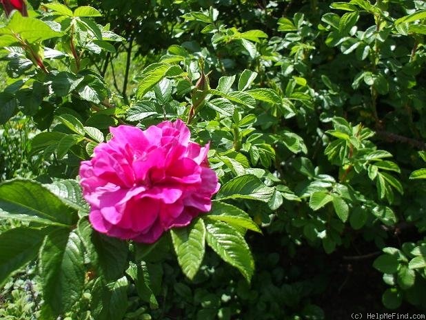 'Roseraie de l'Haÿ' rose photo