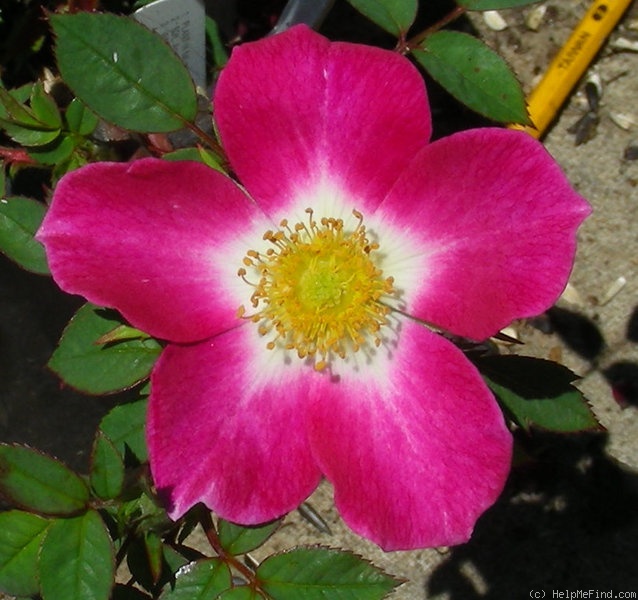 'Star Delight' rose photo