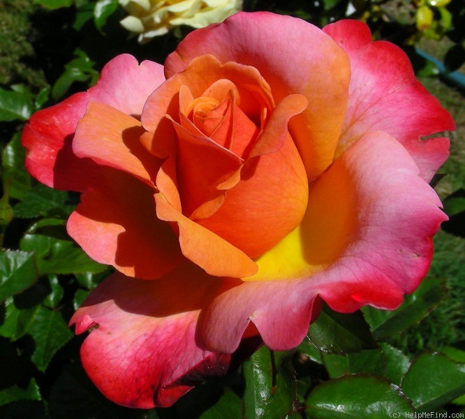 'Colorific ' Rose Photo