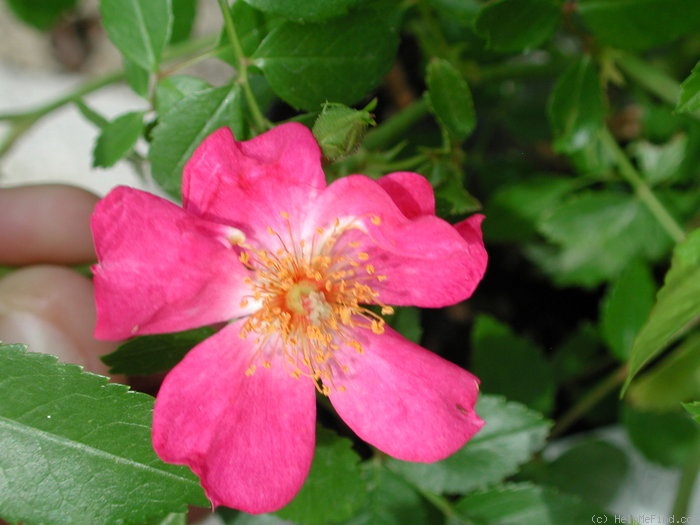 '42-03-02' rose photo