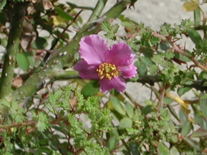 'R. minutifolia' rose photo