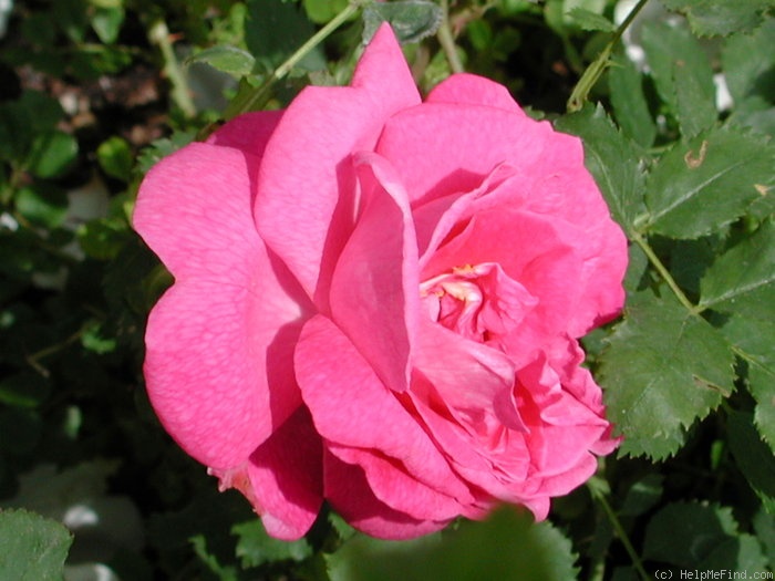 'Joyberry' rose photo