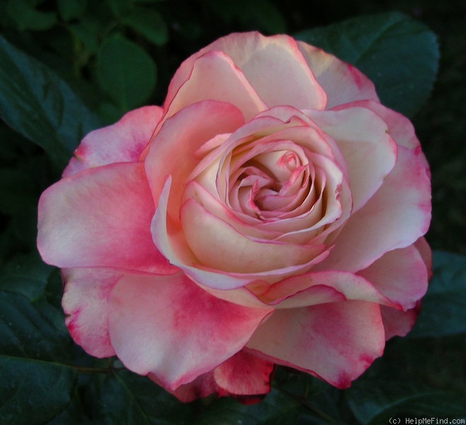 'Cherry Freelander' rose photo