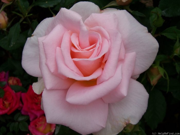 'Desiree (Shrub, Clements, 2004)' rose photo