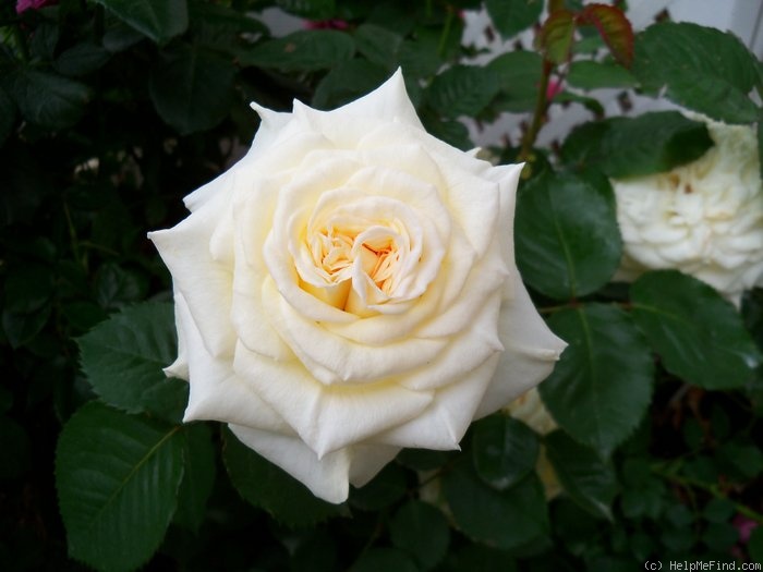 'The Finest' rose photo