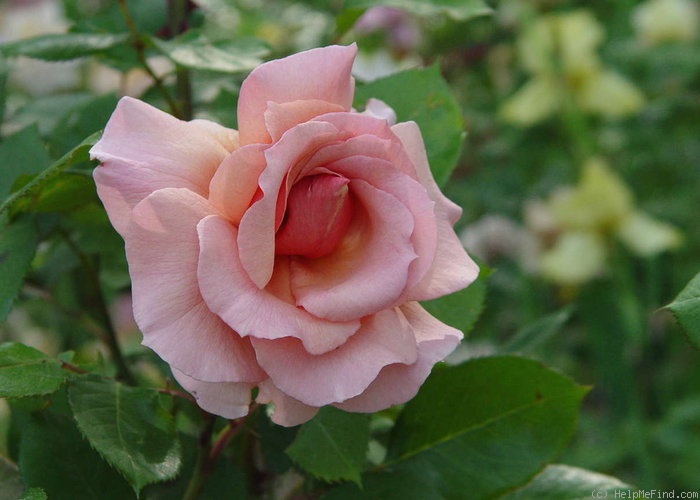 'Sweet Valentine ™ (grandiflora, Zary, 2000)' rose photo