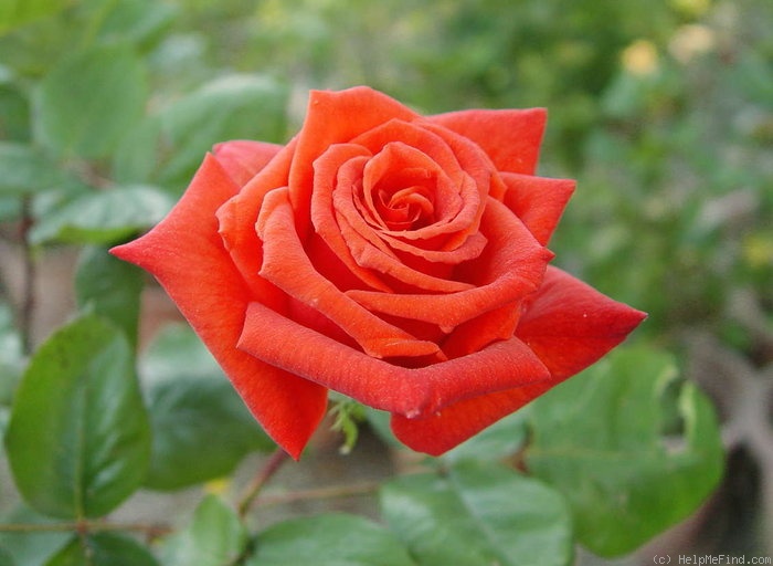 'Wildfire ™ (hybrid tea, Zary 2004)' rose photo