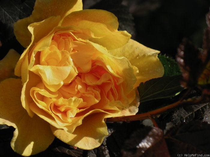 'CLEpainter' rose photo