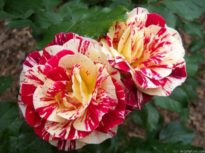 'George Burns ™' rose photo