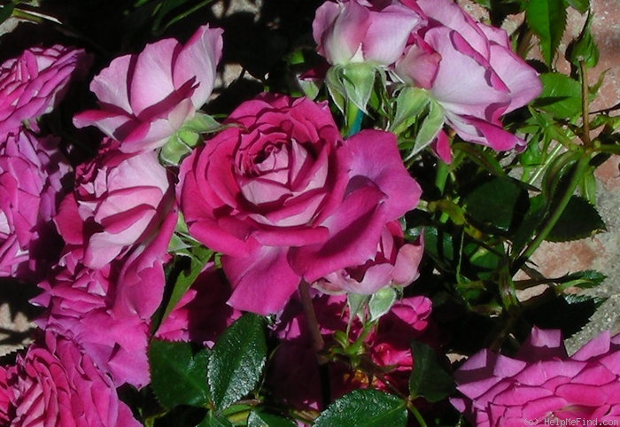 'Pink Twist' rose photo