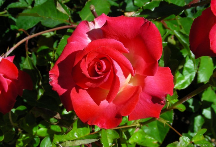 'First and Foremost' rose photo
