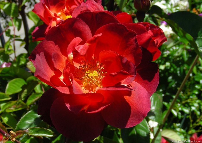 'Dragon's Blood' rose photo