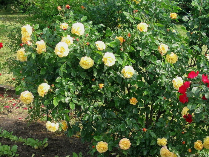 'Rugelda ' Rose Photo