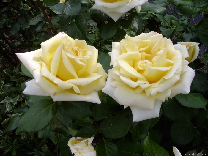 'Eternal Flame (hybrid tea, Meilland 2007)' rose photo