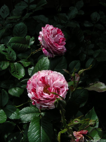 'Scentimental ™ (floribunda, Carruth, 1996)' rose photo