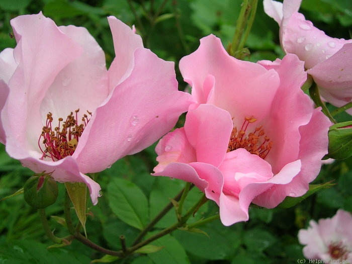 'Dainty Bess' rose photo