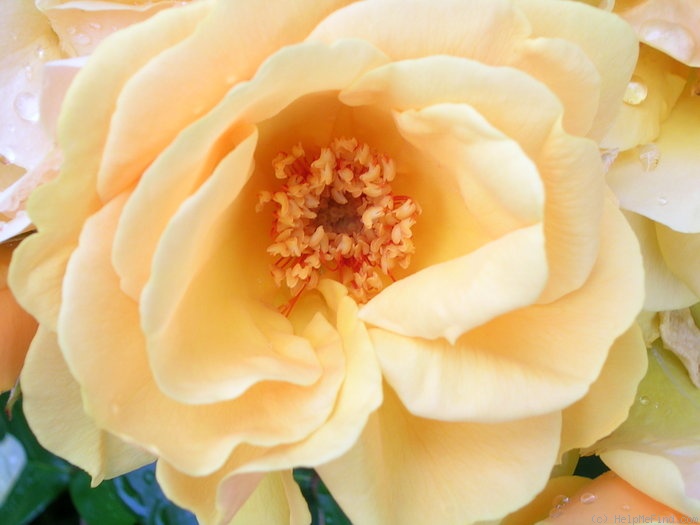 'Varenna Allen' rose photo