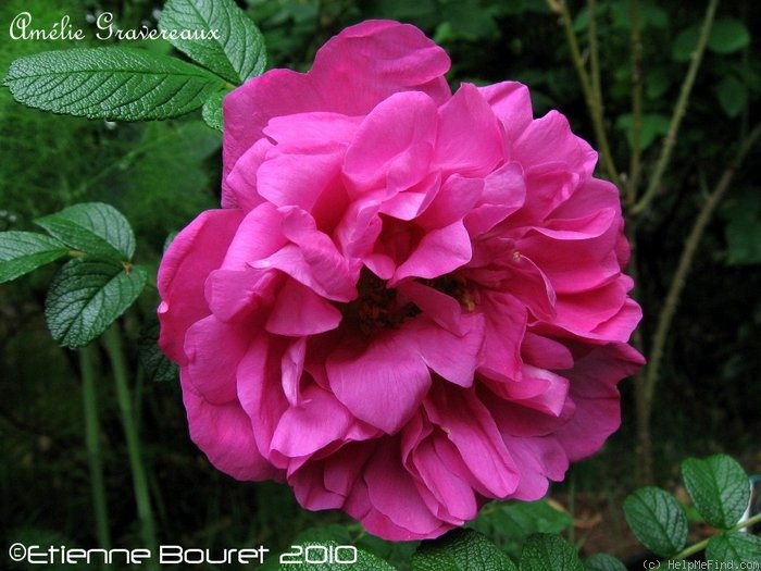 'Amélie Graveraux' rose photo