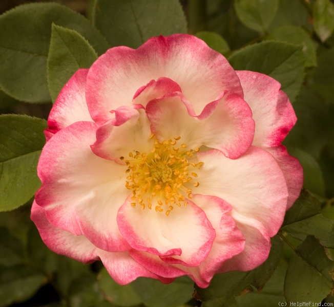'Photogenic' rose photo