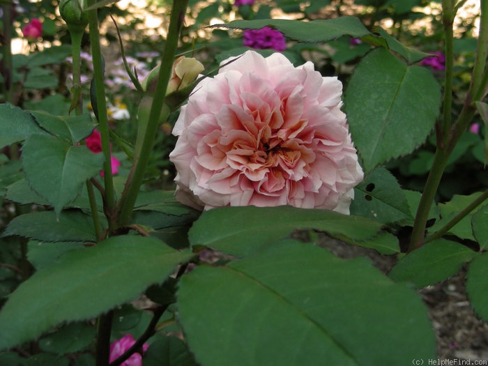 'Francis Blaise ®' rose photo
