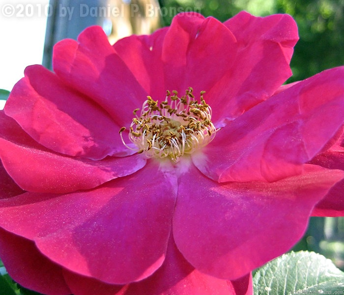 'Mrs. Anthony Waterer' rose photo