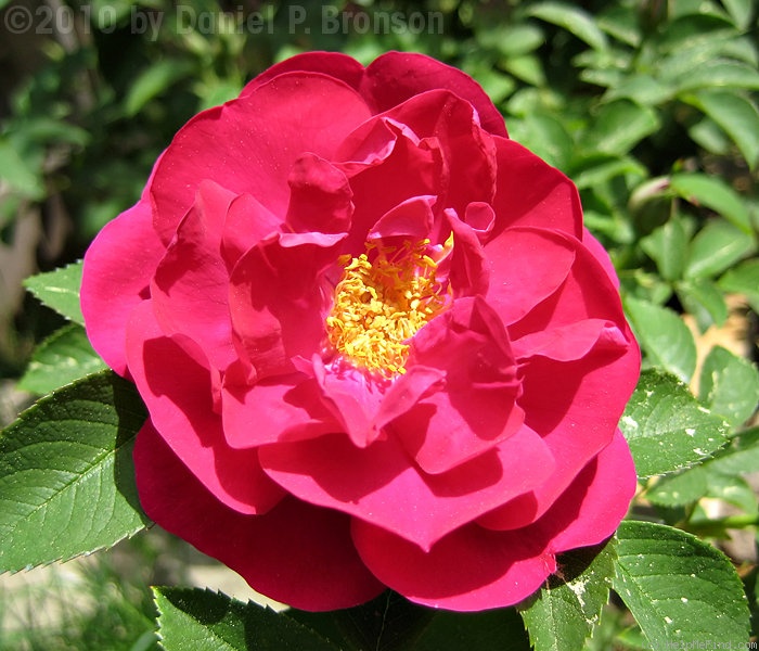 'Mrs. Anthony Waterer' rose photo