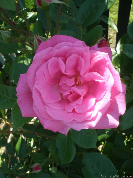 'Birdie Blye' rose photo