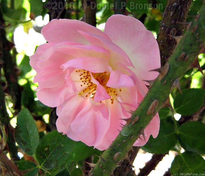 'Peach Blossom (shrub, Austin, 1990)' rose photo