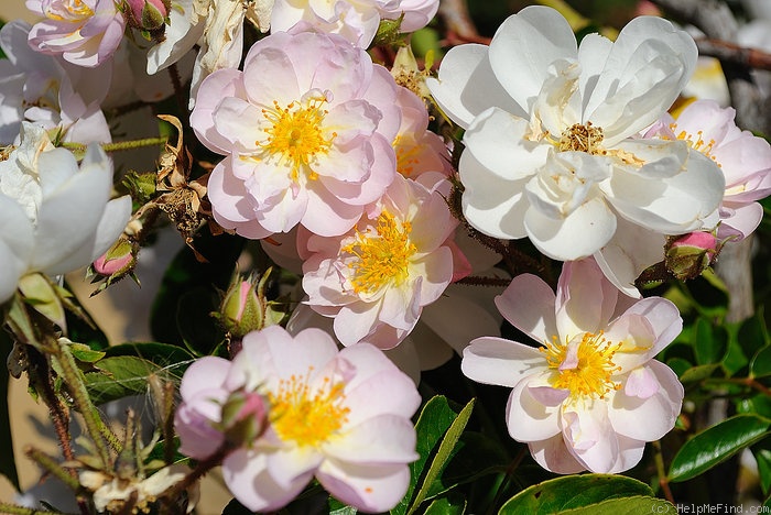 'Brenda Colvin' rose photo