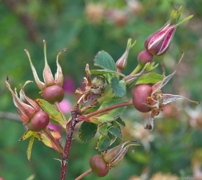 '<i>Rosa nutkana</i> C.Presl' rose photo