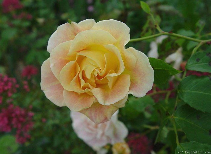 'Jan's Wedding' rose photo