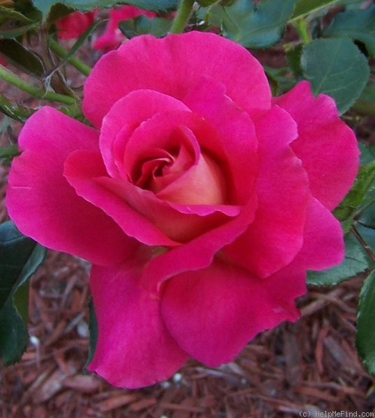 'Siobhan' rose photo