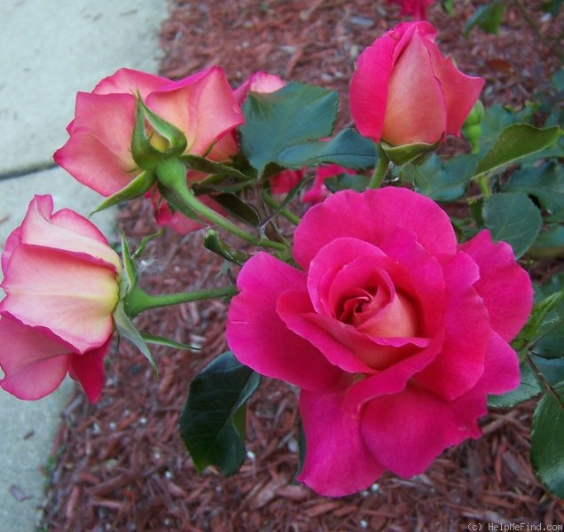 'Siobhan' rose photo