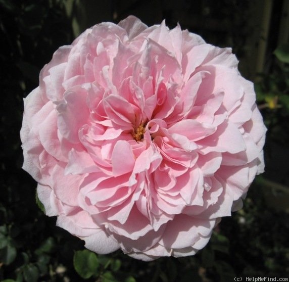 'Pink Powderpuff (hybrid bracteata, Moore 1990)' rose photo