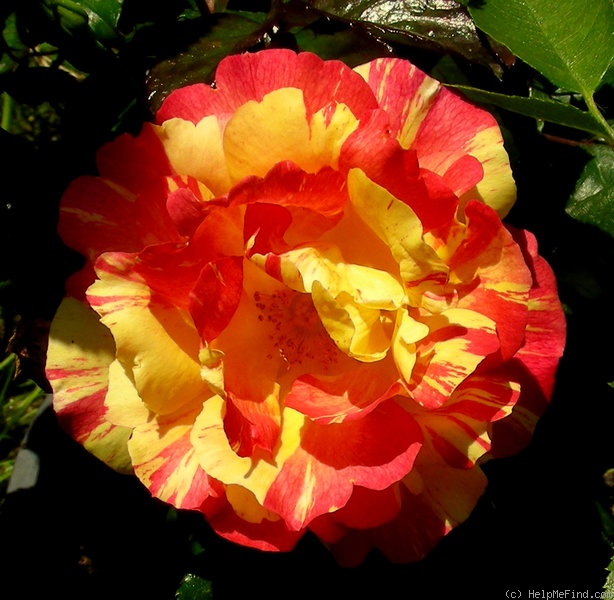'Citrus Splash ™' rose photo