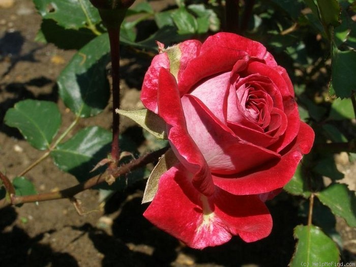 'Chopat' rose photo