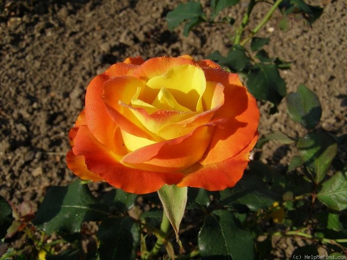 'Antigone ® (hybrid tea, Gaujard, 1967)' rose photo