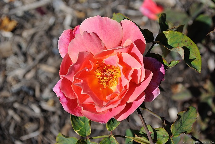 'Stockton Beauty' rose photo