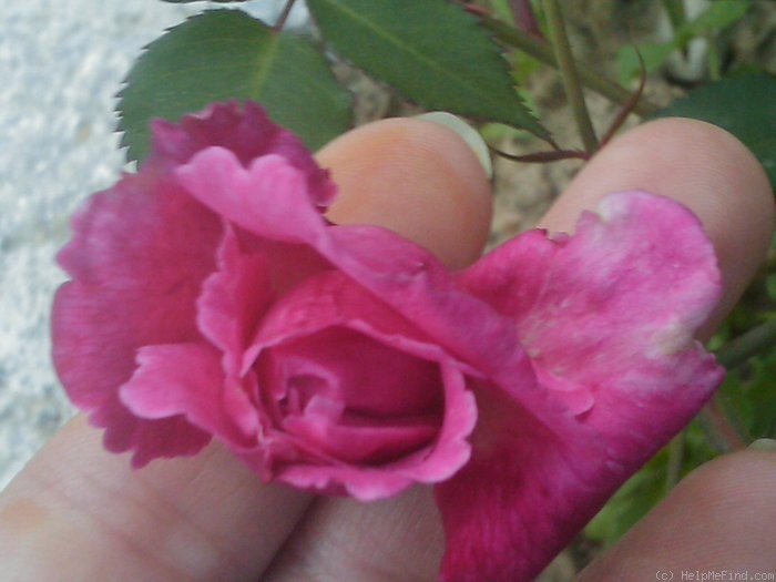 'Bella di Monza' rose photo