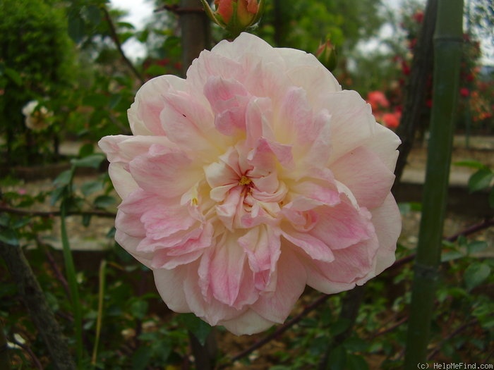 'René André (Rambler, Barbier, 1900)' rose photo