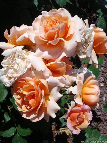 'Versigny ®' rose, click to enlarge 'Versigny ®' rose photo