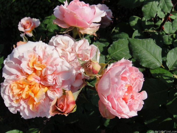 'Versigny ®' rose photo