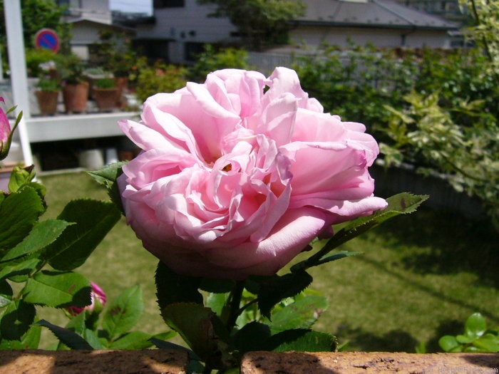 'Anna Scharsach (Hybrid Perpetual, Geschwind, 1890)' rose photo