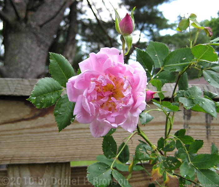 'Isabella Skinner' rose photo