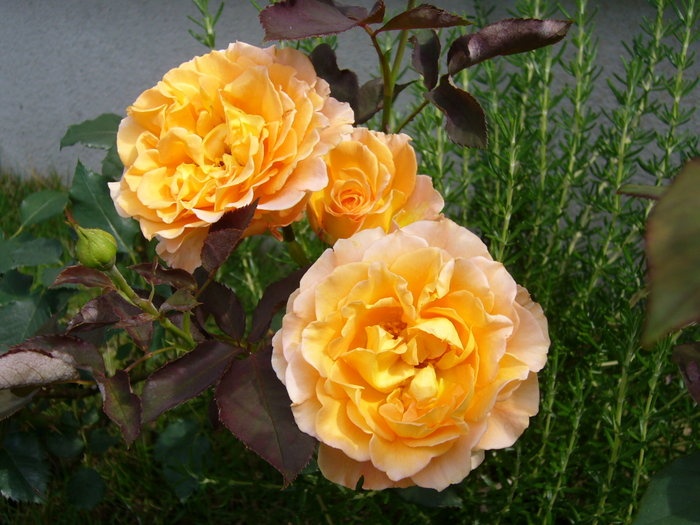 'My Garden'  photo
