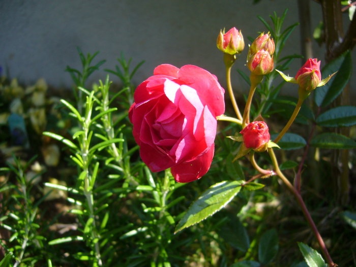 'My Garden'  photo