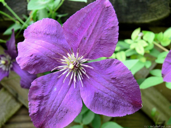 'Polish Spirit' clematis photo