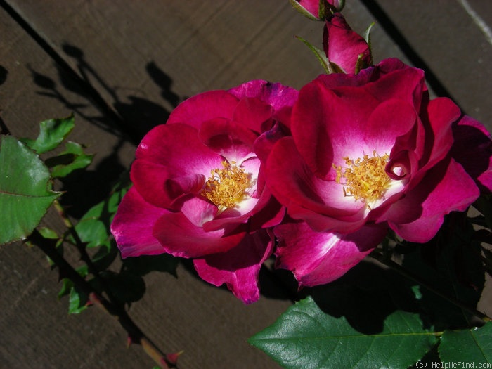 'Plum Frost ™' rose photo