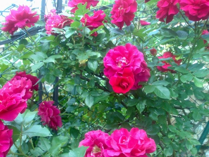 'Cassandra (hybrid tea, Dorieux, 1966)' rose photo