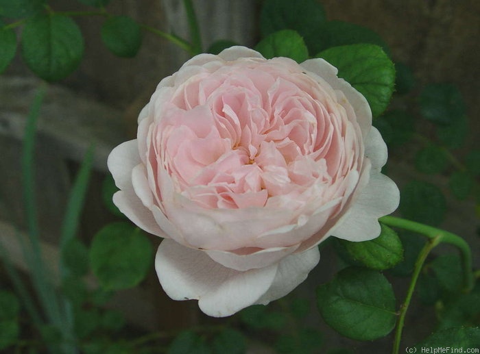 'Queen of Sweden' rose photo